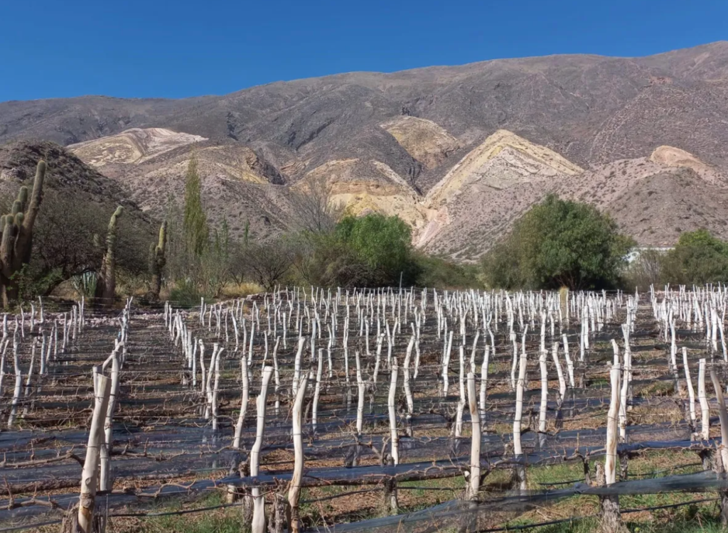 Bodegueros de la provincia forjaron vínculos con importadoras de Colombia y Perú en el marco de una acción de promoción comercial de los vinos jujeños.